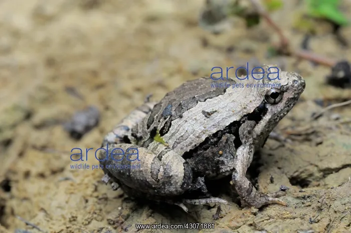 : Beautiful Pygmy Frog : Beautiful Pygmy Frog