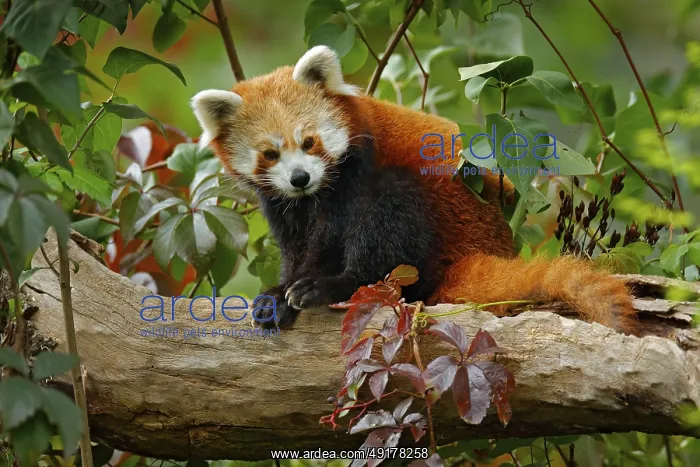 : Beautiful Red panda lying on the tree with green leaves : Beautiful Red panda lying on the tree with green leaves