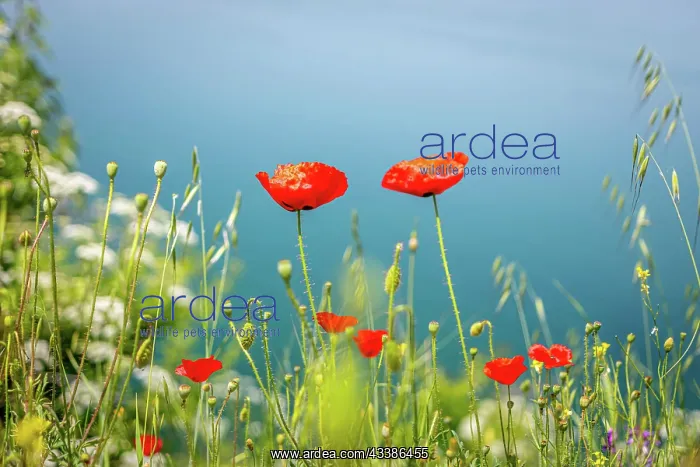 : Beautiful red poppies and flowers at Lake Ohrid, N : Beautiful red poppies and flowers at Lake Ohrid, N