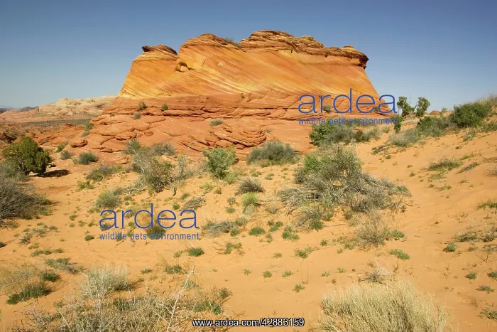: Beautiful red and yellow striated Navajo sandstone : Beautiful red and yellow striated Navajo sandstone