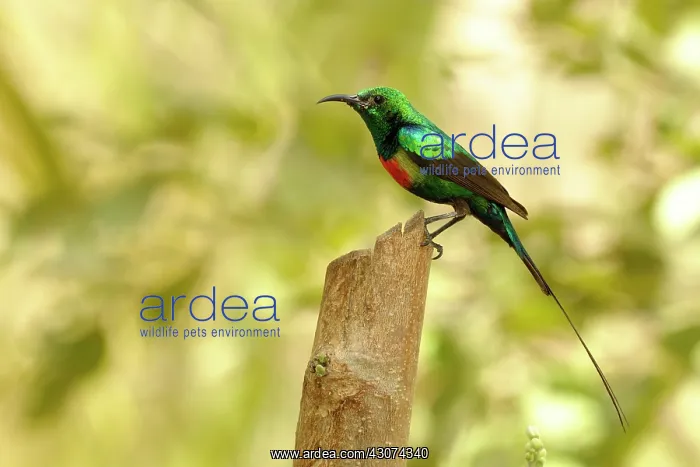 : Beautiful Sunbird : Beautiful Sunbird