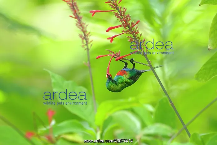 : Beautiful Sunbird : Beautiful Sunbird