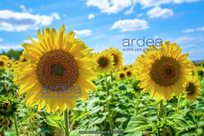 : Two beautiful sunflowers in a field of Castilla y Lenn : Two beautiful sunflowers in a field of Castilla y Lenn