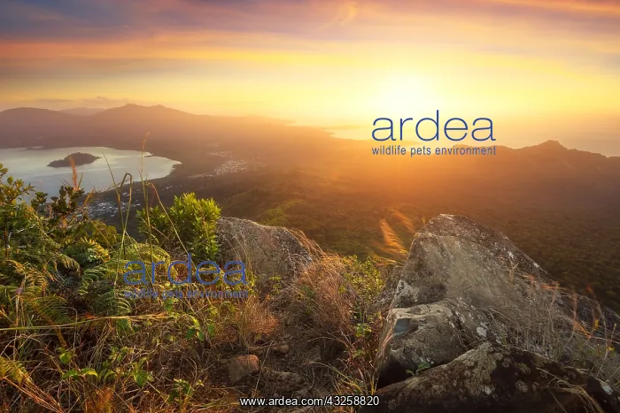 : Beautiful sunrise from Mount Choungui, Mayotte : Beautiful sunrise from Mount Choungui, Mayotte