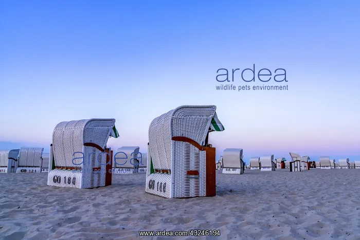 : A beautiful sunset and beach evening with white : A beautiful sunset and beach evening with white