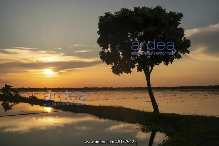 : A beautiful sunset illuminating a lake and tree silhouette-Dhaka : A beautiful sunset illuminating a lake and tree silhouette-Dhaka