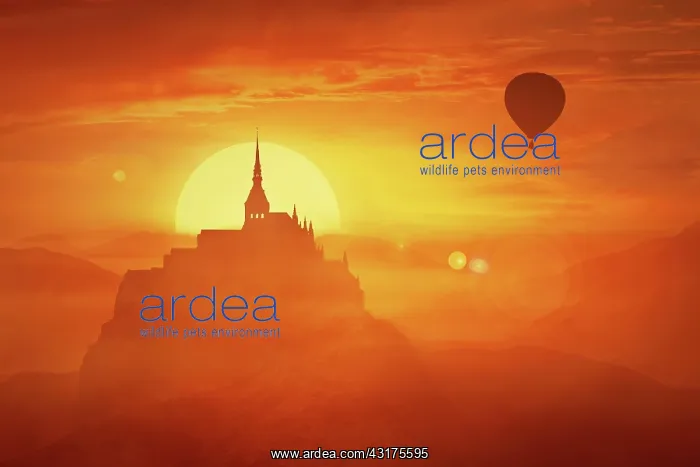 : Beautiful sunset landscape over the misty kingdom : Beautiful sunset landscape over the misty kingdom
