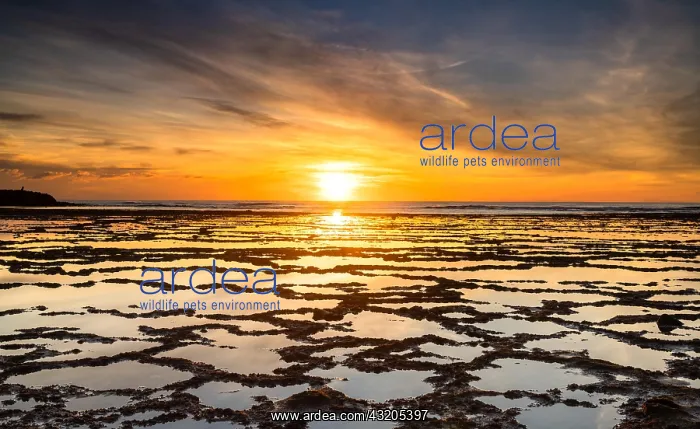 : A beautiful sunset over the ocean with rocky beach : A beautiful sunset over the ocean with rocky beach