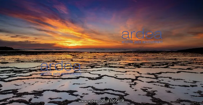 : A beautiful sunset over the ocean with rocky beach : A beautiful sunset over the ocean with rocky beach