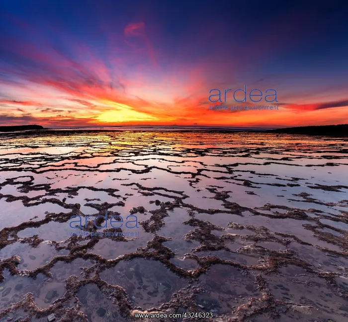 : A beautiful sunset over the ocean with rocky beach : A beautiful sunset over the ocean with rocky beach