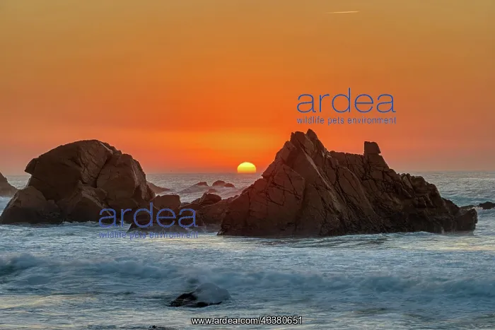 : Beautiful sunset on a rocky beach on the Atlanti : Beautiful sunset on a rocky beach on the Atlanti