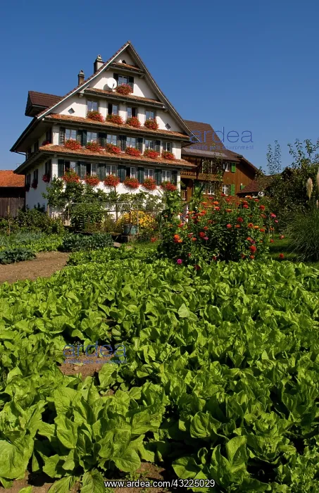 : Beautiful Swiss chalets with flowers near : Beautiful Swiss chalets with flowers near