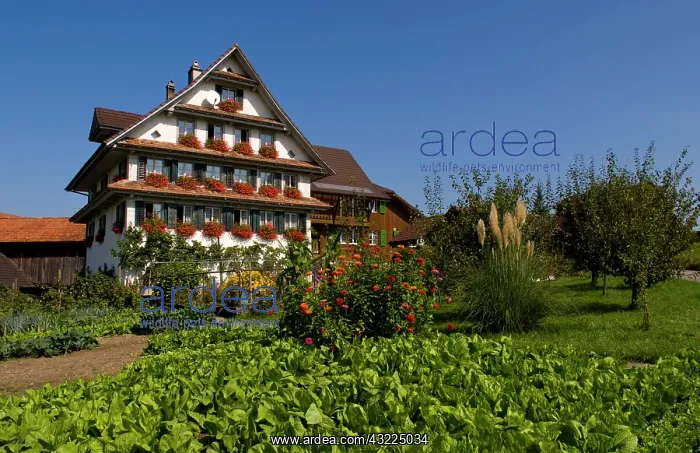 : Beautiful Swiss chalets with flowers near : Beautiful Swiss chalets with flowers near
