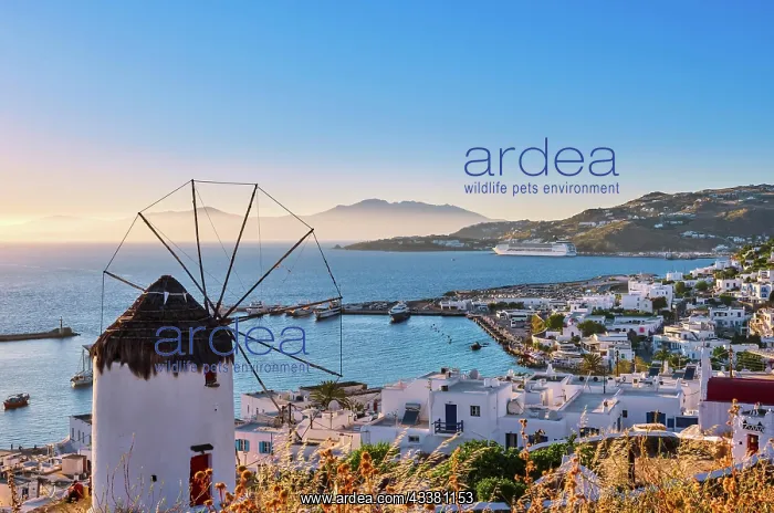 : Beautiful view famous Greek white windmill overlooking : Beautiful view famous Greek white windmill overlooking
