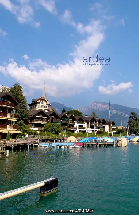 : Beautiful village of Spiez on Lake Thun : Beautiful village of Spiez on Lake Thun
