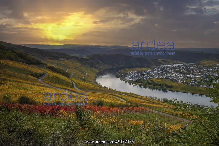 : Beautiful vineyards in autumn, yellow leaves : Beautiful vineyards in autumn, yellow leaves