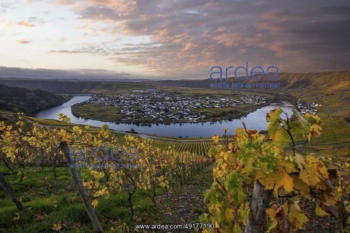: Beautiful vineyards in autumn, yellow leaves : Beautiful vineyards in autumn, yellow leaves