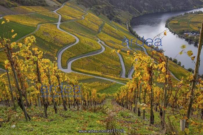  : Beautiful vineyards in autumn, yellow leaves