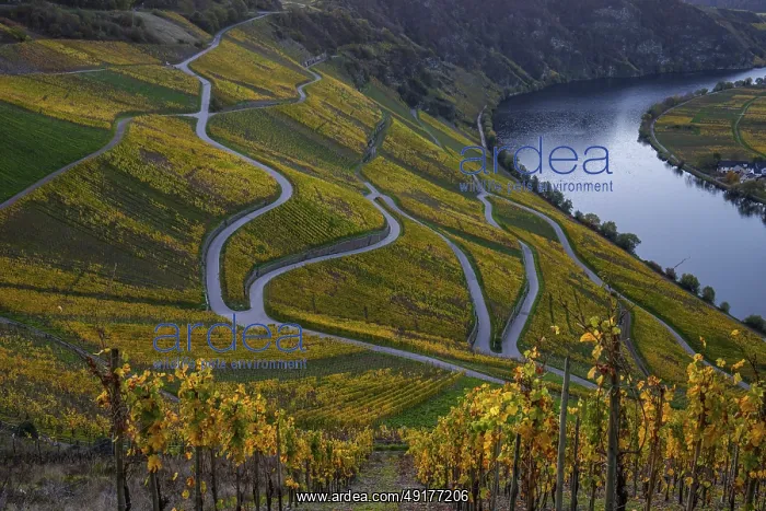 : Beautiful vineyards in autumn, yellow leaves : Beautiful vineyards in autumn, yellow leaves