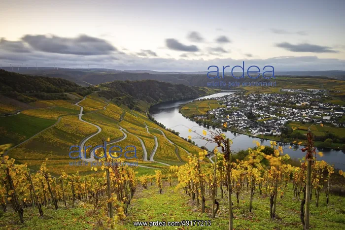 : Beautiful vineyards in autumn, yellow leaves : Beautiful vineyards in autumn, yellow leaves