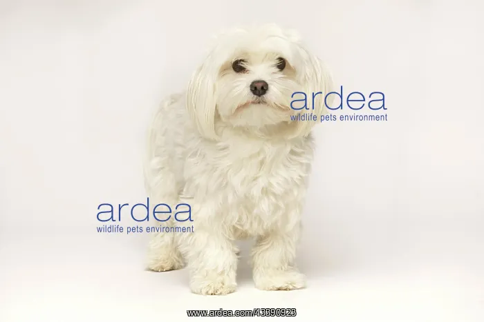 : Beautiful white Bichon Maltese isolated on white : Beautiful white Bichon Maltese isolated on white