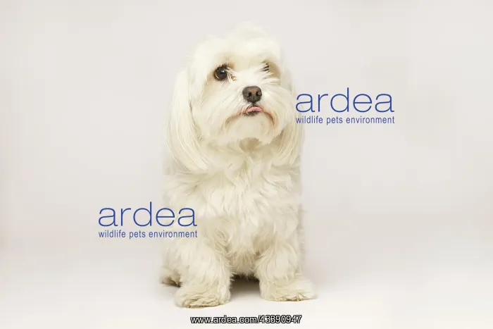 : Beautiful white Bichon Maltese isolated on white : Beautiful white Bichon Maltese isolated on white