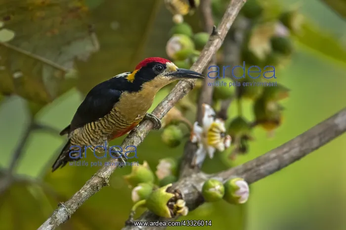 : Beautiful Woodpecker (Melanerpes pulcher) Rio Claro : Beautiful Woodpecker (Melanerpes pulcher) Rio Claro