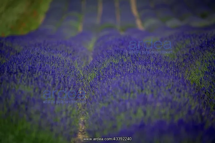 : Beautifully blooming lavender bushes in a large : Beautifully blooming lavender bushes in a large