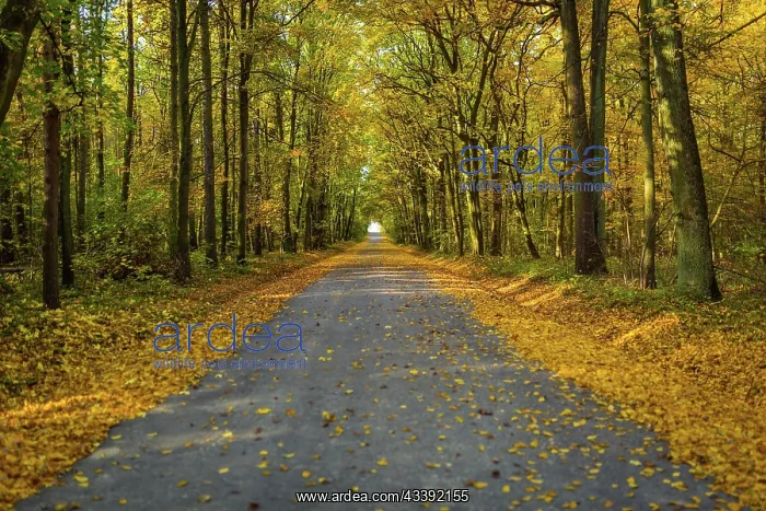 : Beautifully lit autumn road with lots of leaves : Beautifully lit autumn road with lots of leaves