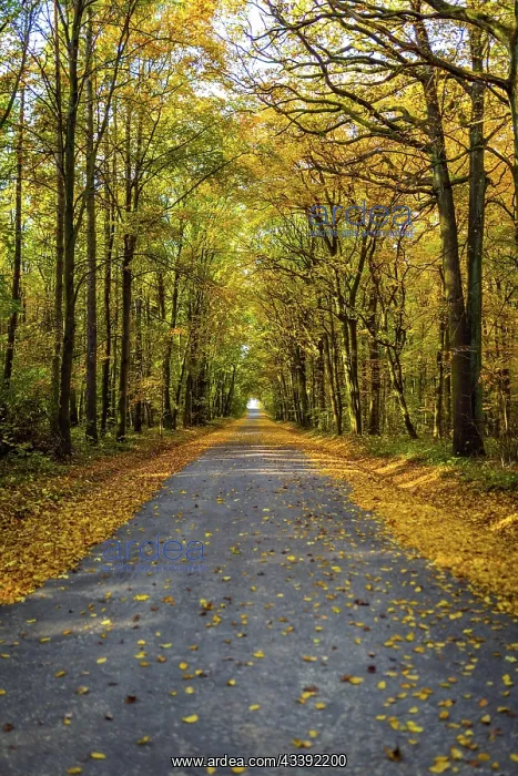 : Beautifully lit autumn road with lots of leaves : Beautifully lit autumn road with lots of leaves
