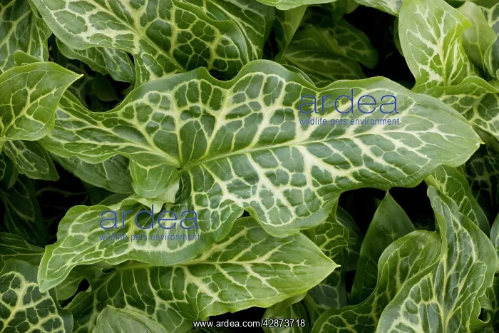 : The beautifully-veined leaves of a garden variety : The beautifully-veined leaves of a garden variety