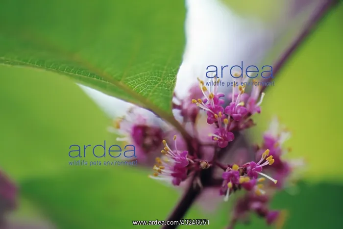 : Beauty berry : Beauty berry