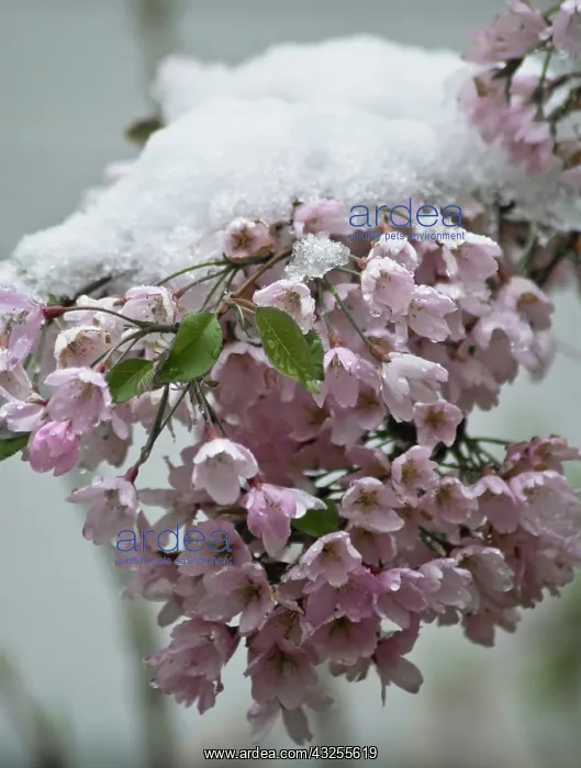 : Beautybush : Beautybush