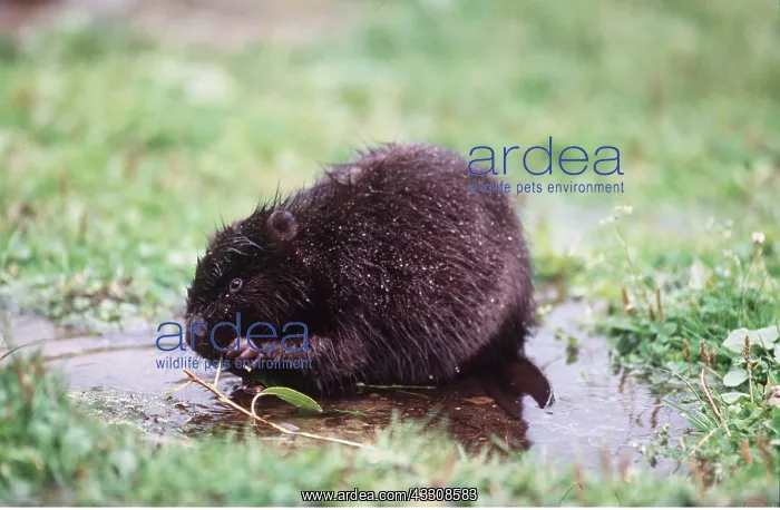 : BEAVER : BEAVER