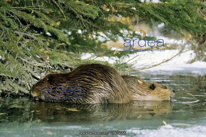 : Beaver Adult with juvenile feeding on tree limbs : Beaver Adult with juvenile feeding on tree limbs