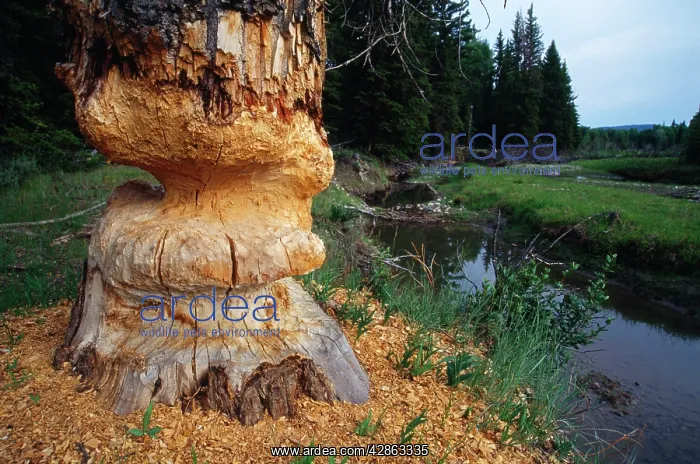 : BEAVER chewed cottonwood tree : BEAVER chewed cottonwood tree