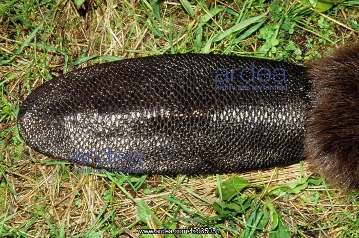 : BEAVER - close-up of tail : BEAVER - close-up of tail