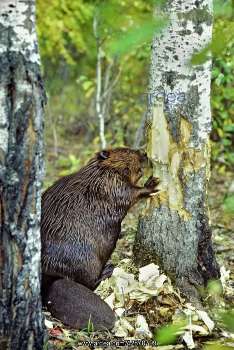 : Beaver - cutting aspen tree : Beaver - cutting aspen tree