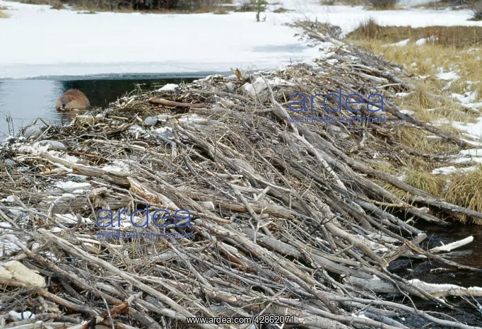 : BEAVER - at dam : BEAVER - at dam
