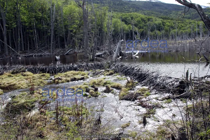 : Beaver - Dam : Beaver - Dam