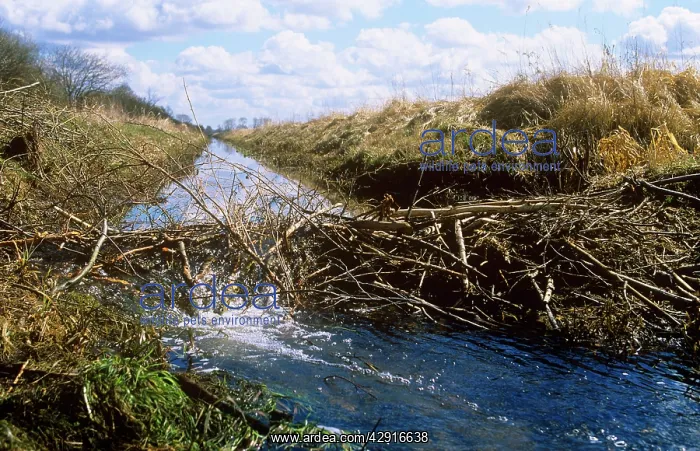  : Beaver Dam