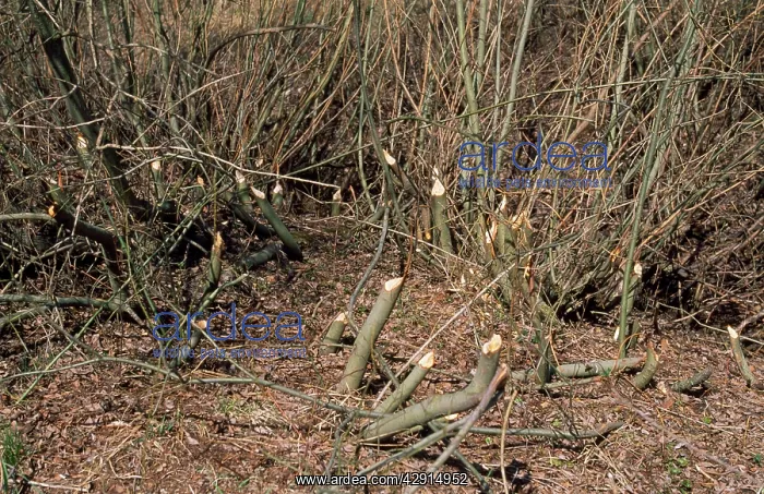 : BEAVER DAMAGE - BROKEN STEMS : BEAVER DAMAGE - BROKEN STEMS