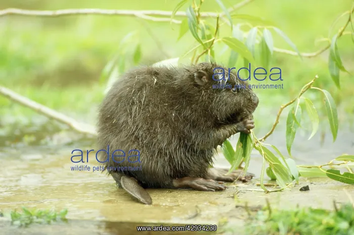 : BEAVER - eating : BEAVER - eating