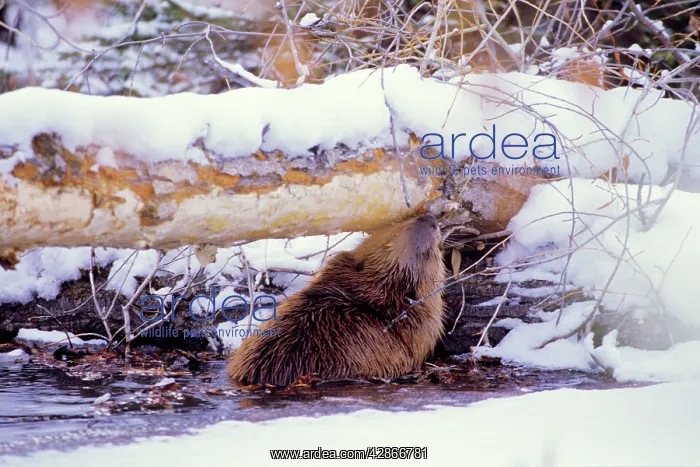 : Beaver - eating bark off the underside tree it : Beaver - eating bark off the underside tree it