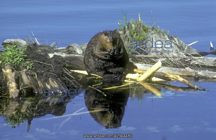 : Beaver eating on feeding station : Beaver eating on feeding station