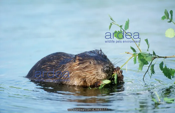 : Beaver - eating in water : Beaver - eating in water