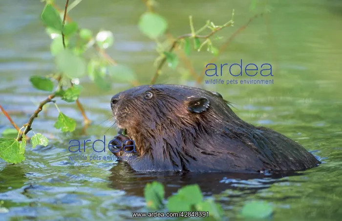 : Beaver - eating in water : Beaver - eating in water