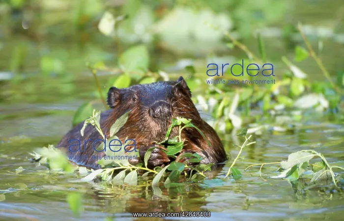 : Beaver - eating in water : Beaver - eating in water