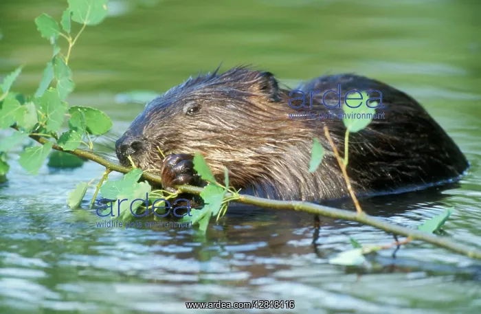 : Beaver - eating in water : Beaver - eating in water