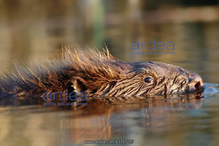  : Beaver European beaver (Castor fiber), portrait